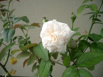 c0186463_18324769.jpg