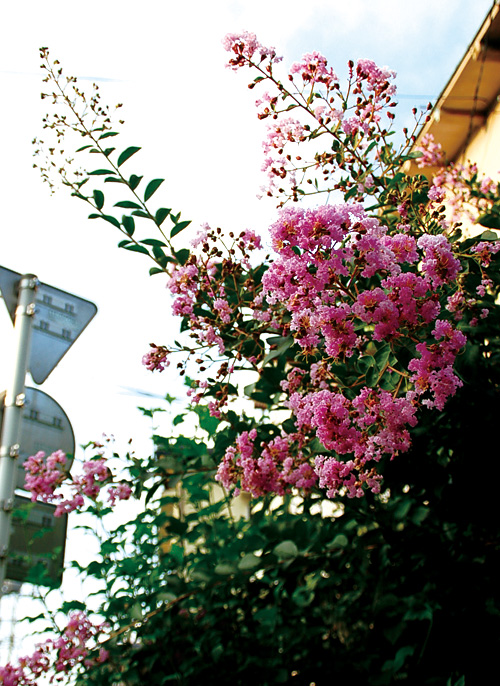 c0009981_4585491.jpg