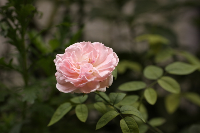 b0165522_8355063.jpg
