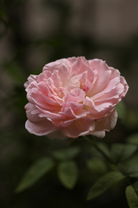 b0165522_835742.jpg