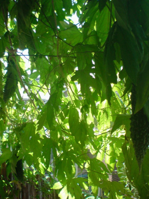 c0189747_905971.jpg