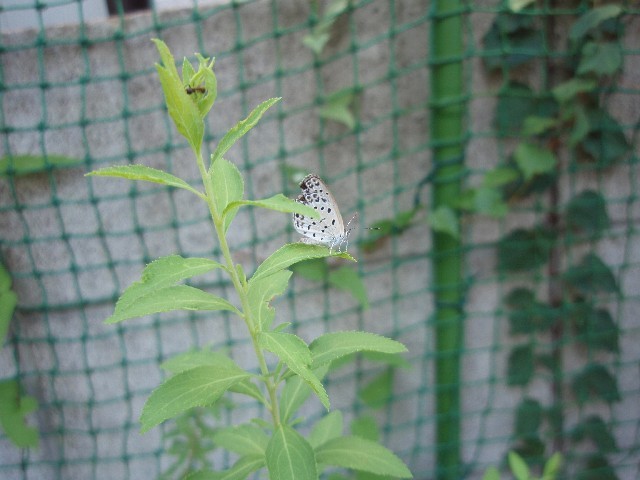 d0162276_202571.jpg
