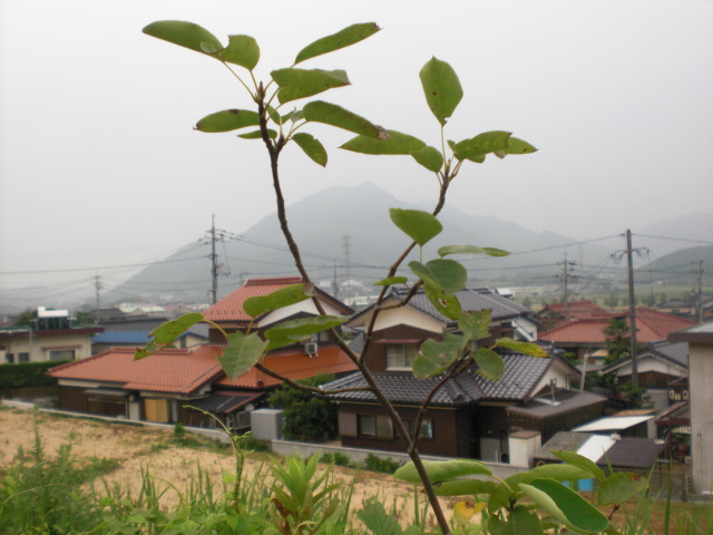 c0228378_7125880.jpg