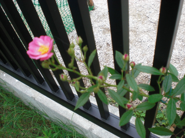 c0228378_735384.jpg