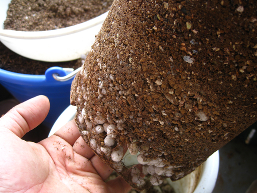 スターフルーツ。果樹。鉢ごと無料で発送致します。 【公式通販】