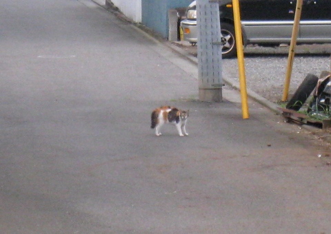 c0084117_1542789.jpg