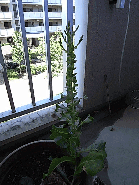 e0098223_934342.gif
