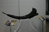 a0017634_8522074.jpg