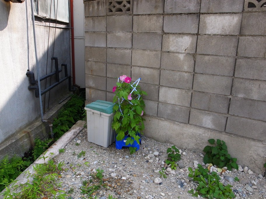 e0009147_936533.jpg