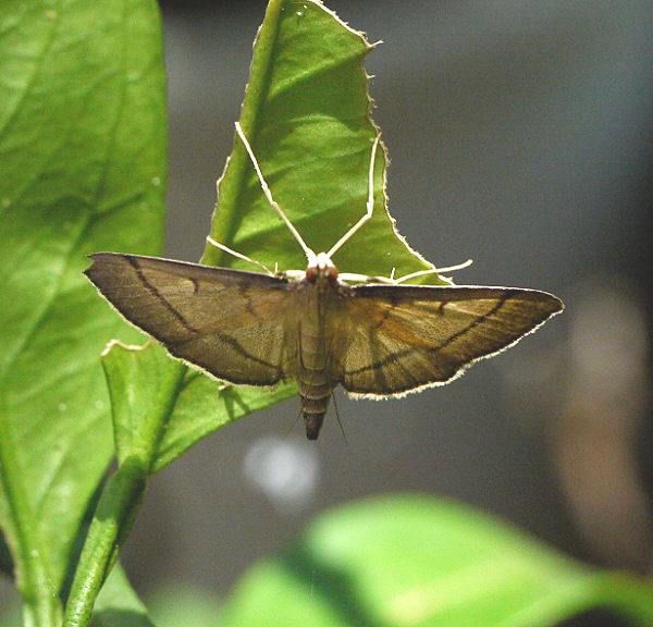 d0091754_2105326.jpg