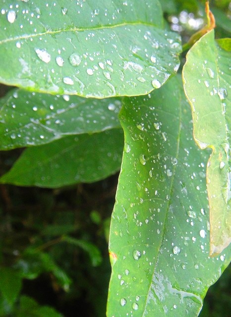 c0119160_637592.jpg