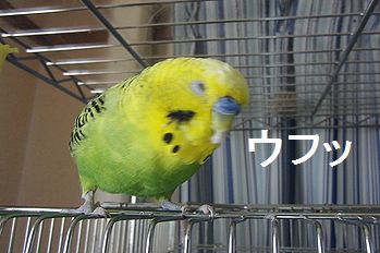 f0196665_027271.jpg