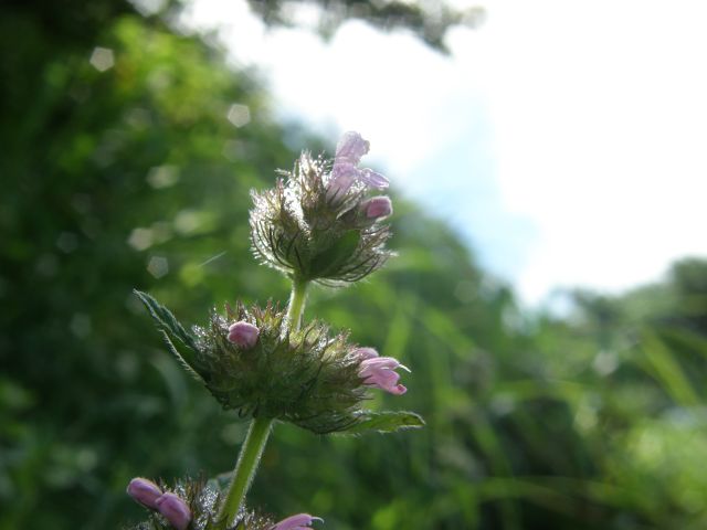 c0042869_8444045.jpg