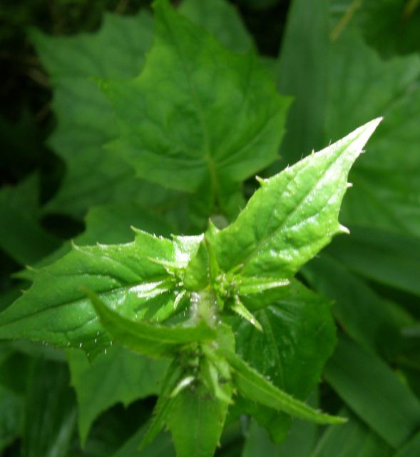 c0042869_8583480.jpg