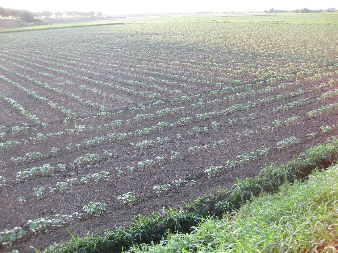 f0179209_20371825.jpg