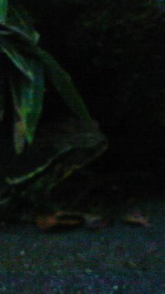 c0097620_2313156.jpg