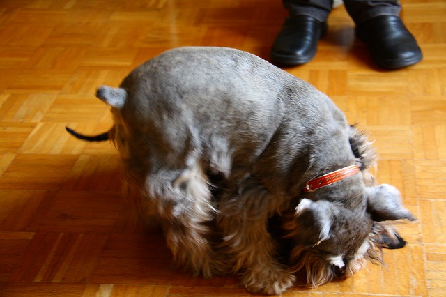 c0153740_3351620.jpg