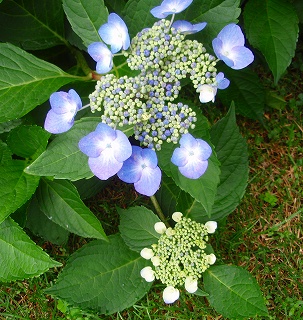e0004756_8494139.jpg