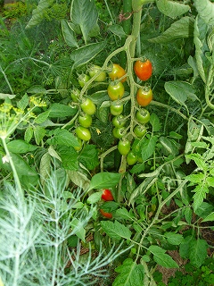 e0004756_914451.jpg