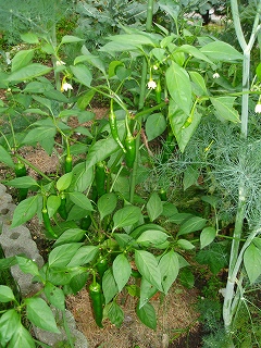 e0004756_92715.jpg