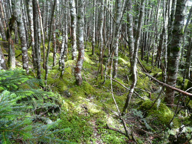 e0145782_1610564.jpg