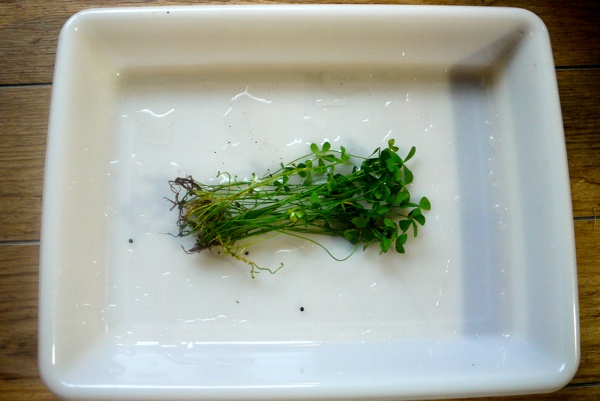 c0225297_4504239.jpg