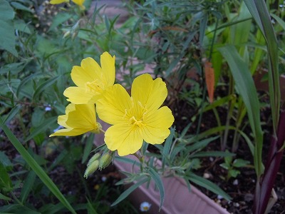 c0117007_2113737.jpg