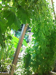 a0056722_15534075.jpg
