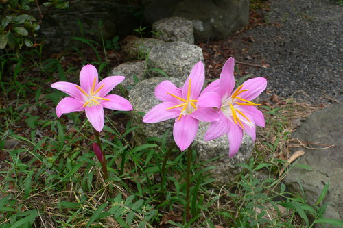 f0060424_231093.jpg