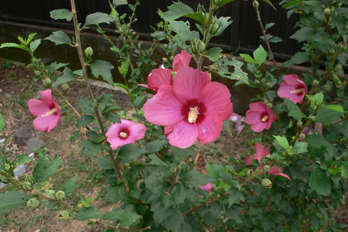f0060424_237559.jpg