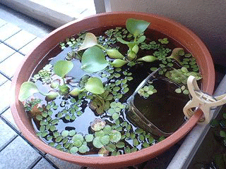 d0048332_15153559.gif