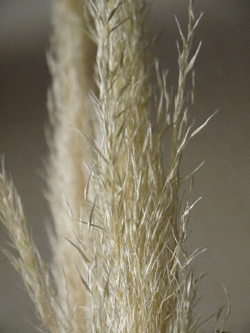 e0086864_2138720.jpg