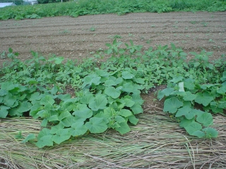 f0055264_22202460.jpg