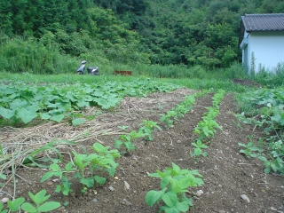 f0055264_227859.jpg