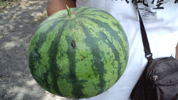 f0082772_2361923.gif