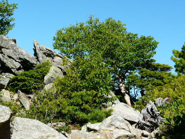 e0145782_1811755.jpg