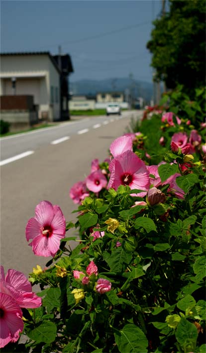 d0088788_1550575.jpg