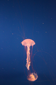 c0033994_5473616.jpg