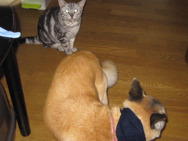 e0191826_083037.jpg