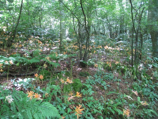 c0077338_21343489.jpg