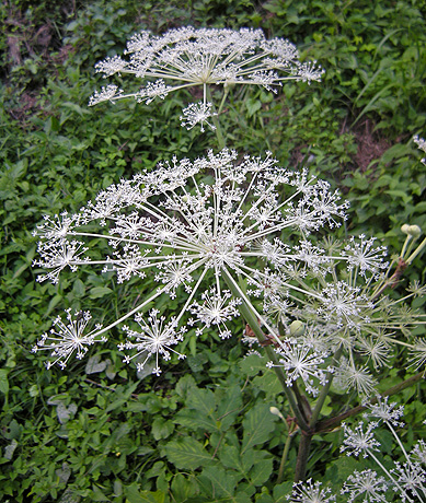 a0001354_21463238.jpg