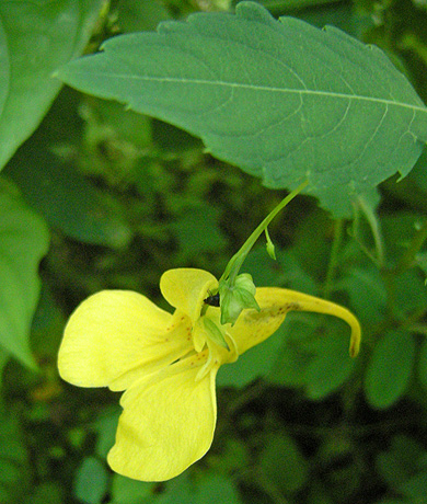 a0001354_2147121.jpg