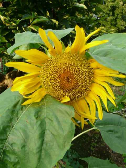 e0145782_1344832.jpg
