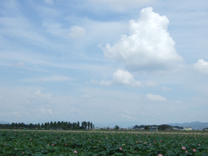 c0139591_136293.jpg