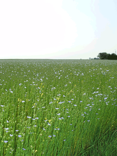c0129702_2234189.gif