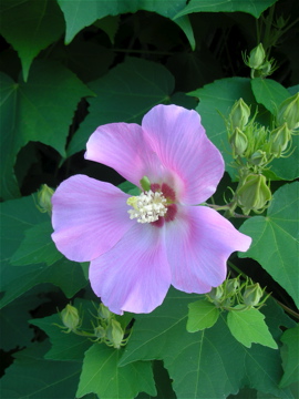 c0145209_2237746.jpg