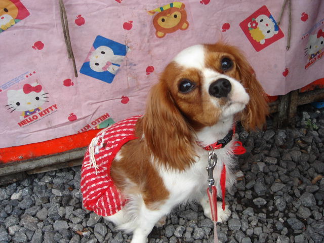 f0214121_21412756.jpg
