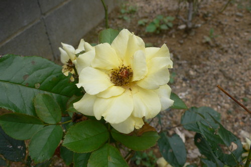f0060424_23142158.jpg