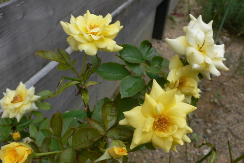 f0060424_23145660.jpg