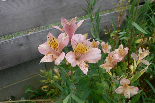 f0060424_23155460.jpg